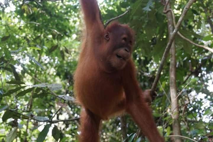 Pongo Guest House & Jungle Trekking Bukit Lawang Εξωτερικό φωτογραφία