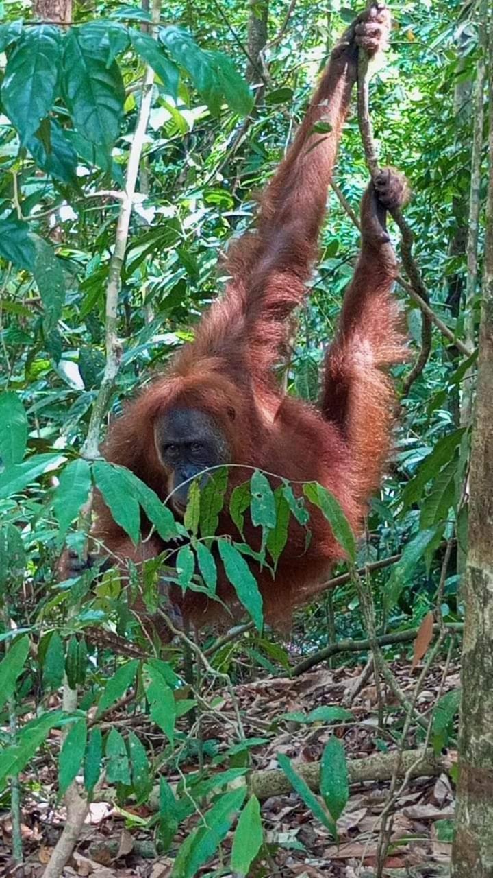 Pongo Guest House & Jungle Trekking Bukit Lawang Εξωτερικό φωτογραφία