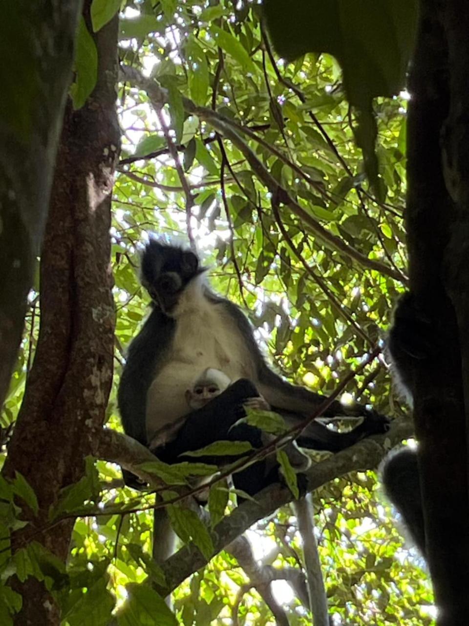 Pongo Guest House & Jungle Trekking Bukit Lawang Εξωτερικό φωτογραφία