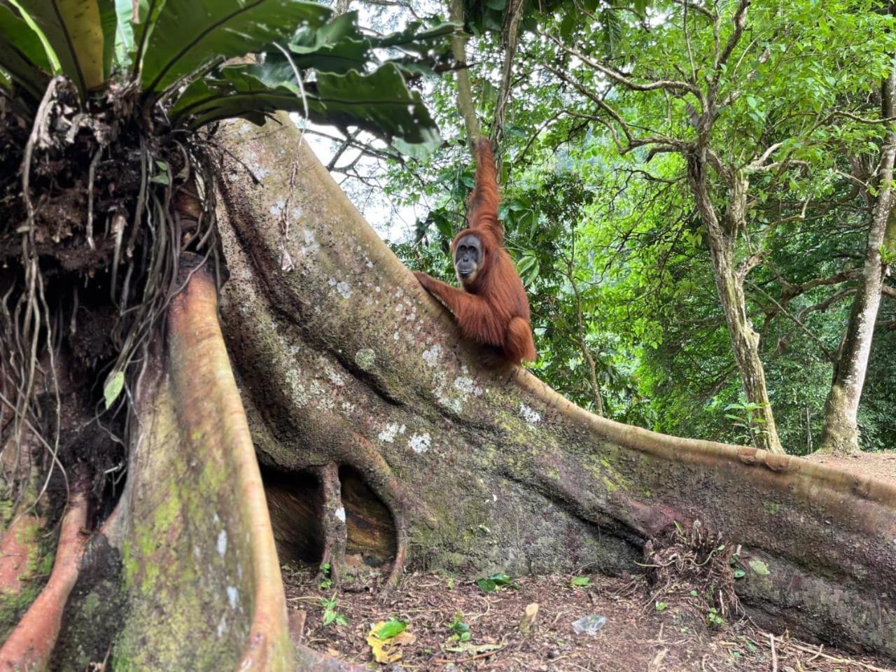 Pongo Guest House & Jungle Trekking Bukit Lawang Εξωτερικό φωτογραφία