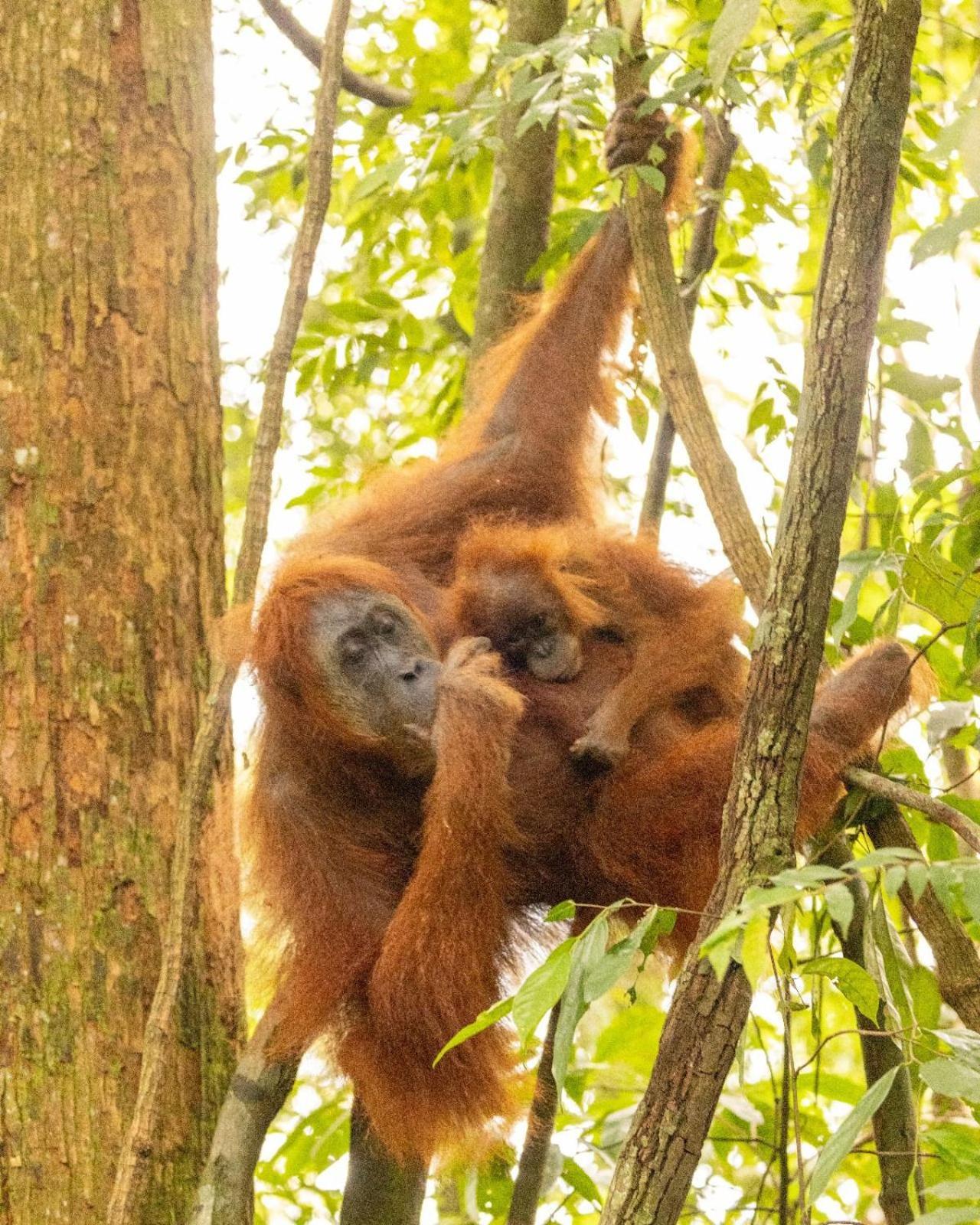 Pongo Guest House & Jungle Trekking Bukit Lawang Εξωτερικό φωτογραφία