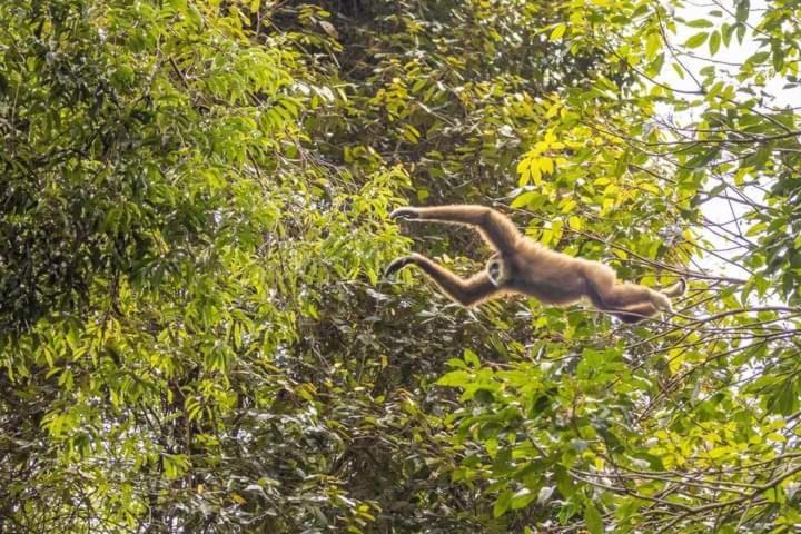 Pongo Guest House & Jungle Trekking Bukit Lawang Εξωτερικό φωτογραφία
