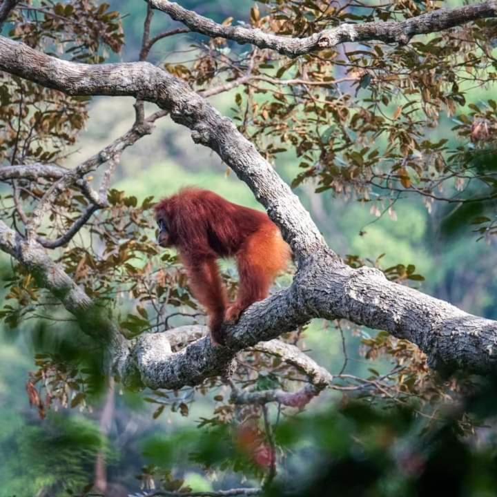 Pongo Guest House & Jungle Trekking Bukit Lawang Εξωτερικό φωτογραφία