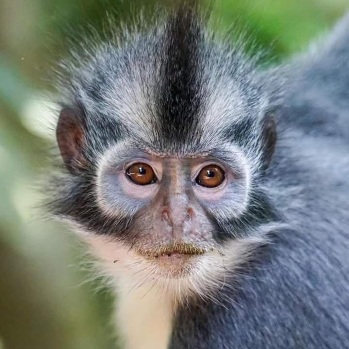 Pongo Guest House & Jungle Trekking Bukit Lawang Εξωτερικό φωτογραφία