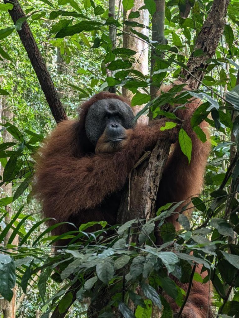 Pongo Guest House & Jungle Trekking Bukit Lawang Εξωτερικό φωτογραφία