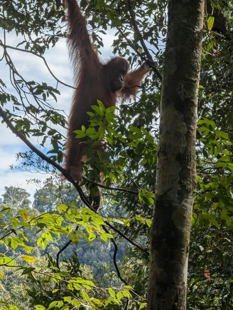 Pongo Guest House & Jungle Trekking Bukit Lawang Εξωτερικό φωτογραφία