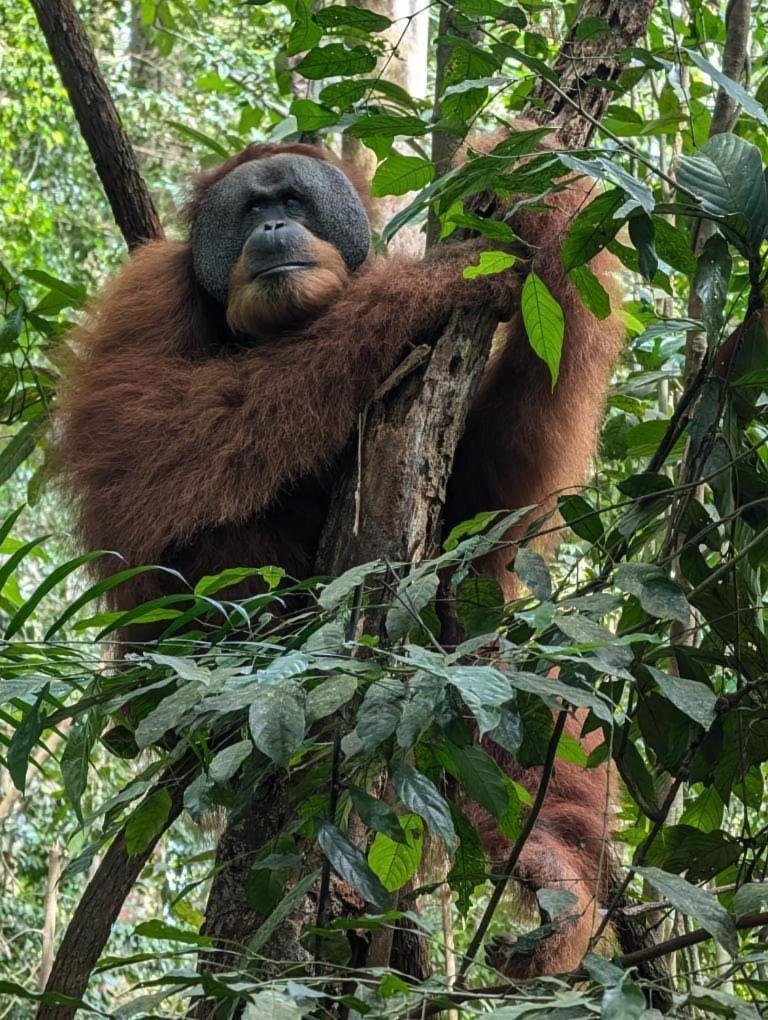 Pongo Guest House & Jungle Trekking Bukit Lawang Εξωτερικό φωτογραφία