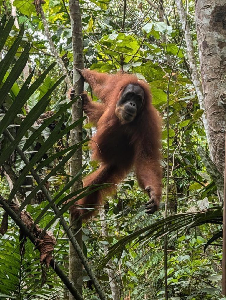 Pongo Guest House & Jungle Trekking Bukit Lawang Εξωτερικό φωτογραφία