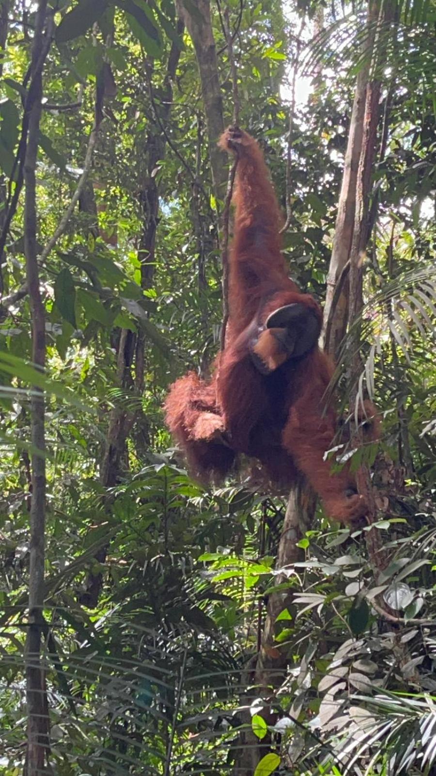 Pongo Guest House & Jungle Trekking Bukit Lawang Εξωτερικό φωτογραφία