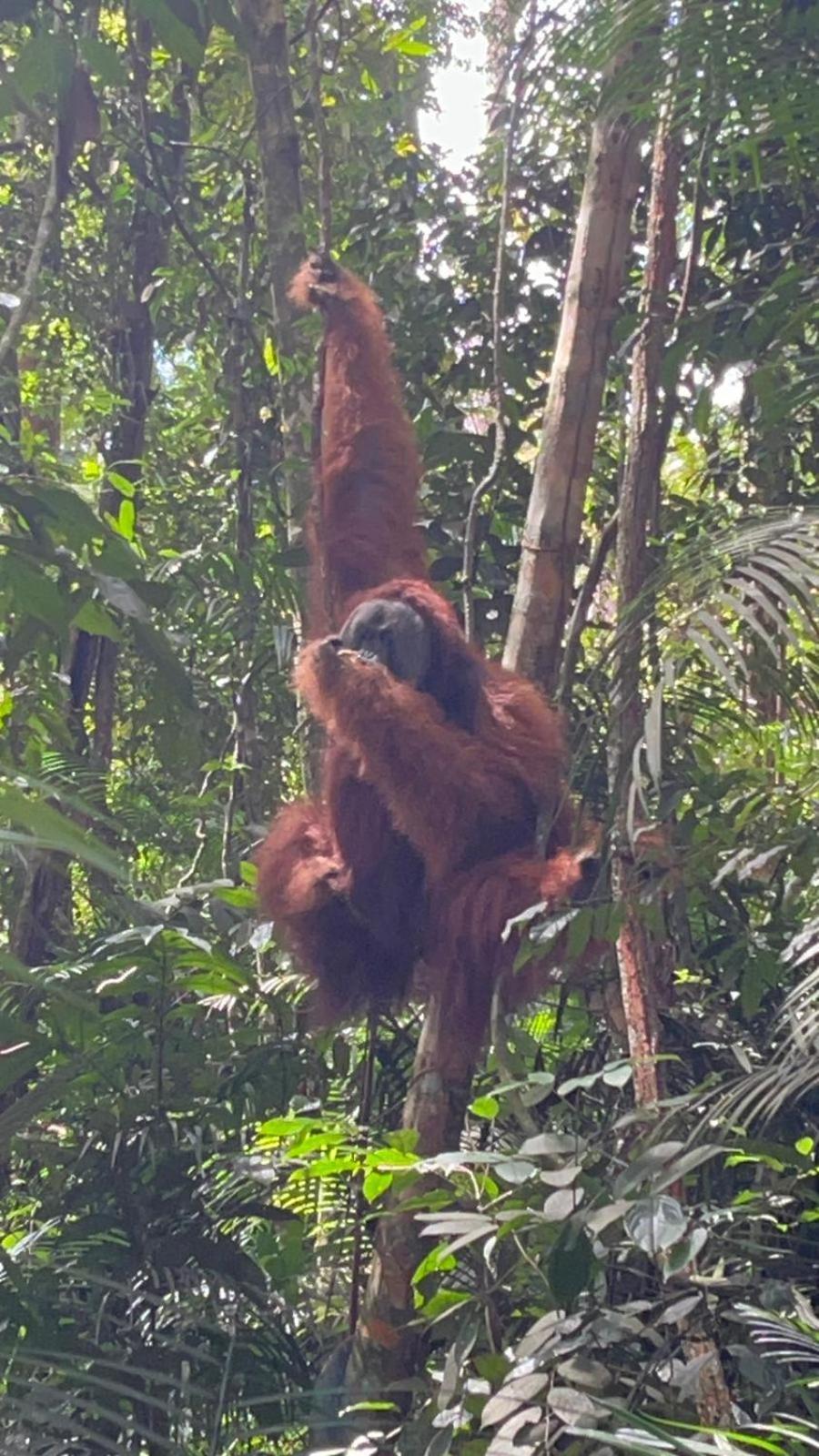 Pongo Guest House & Jungle Trekking Bukit Lawang Εξωτερικό φωτογραφία