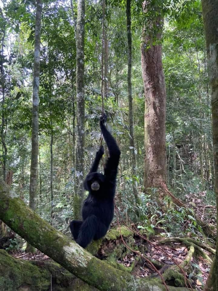Pongo Guest House & Jungle Trekking Bukit Lawang Εξωτερικό φωτογραφία